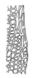 Fissidens rigidulus var. rigidulus, laminal cells, margin of dorsal lamina. Drawn from P.J. Brownsey s.n., 25 Jan. 1985, WELT M007840.
 Image: R.C. Wagstaff © Landcare Research 2014 